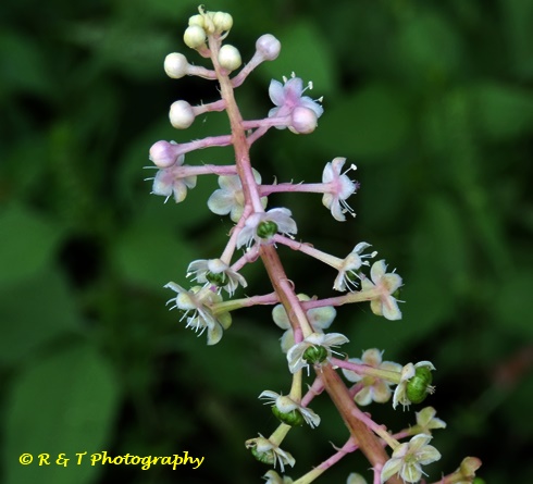 {Phytolacca americana}